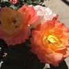 larkspur87